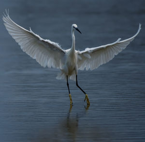 Bird flying over lake