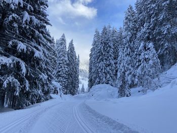 Snow covered trees against sky