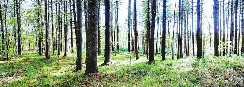 Pine trees in forest