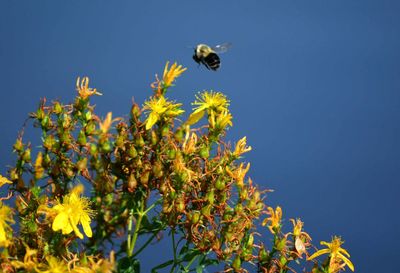 Low angle view of bee pollinating flower