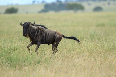 Side view of a horse running on field