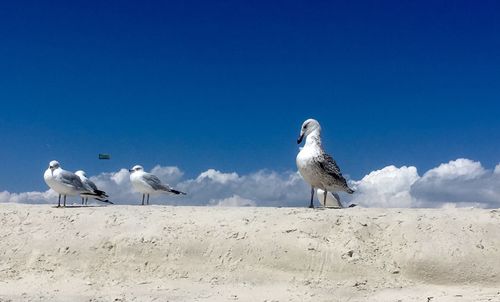 Low angle view of seagulls on land against clear blue sky