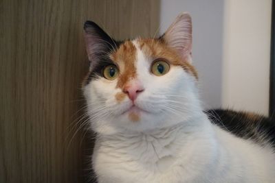 Close-up portrait of cat at home