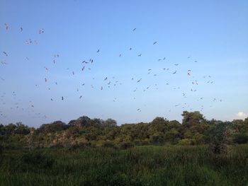 Low angle view of birds flying over trees against blue sky