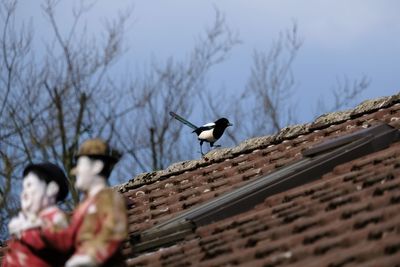 Low angle view of bird perching on roof against sky