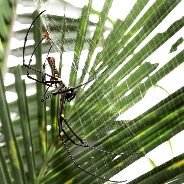 animal themes, green color, animals in the wild, spider web, wildlife, growth, insect, one animal, close-up, nature, plant, day, leaf, low angle view, focus on foreground, outdoors, no people, spider, building exterior, sky