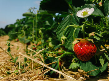 Close-up of strawberry growing on plant