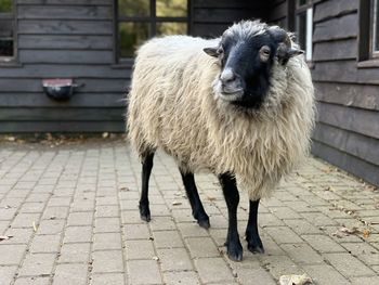 Full length of sheep standing on footpath