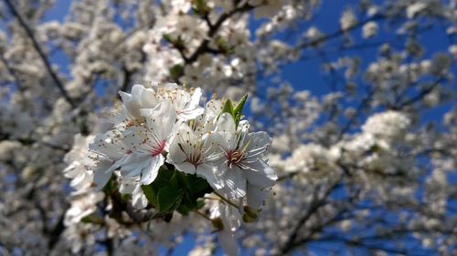 Low angle view of cherry blossom tree