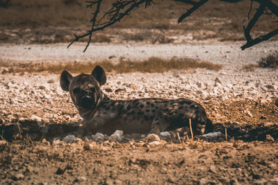 Close-up of a dog on field