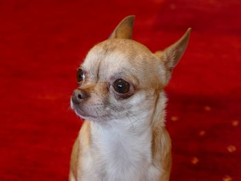 Close-up of a dog looking away