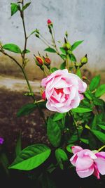 Close-up of pink rose