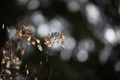 Close-up of dry flower on plant