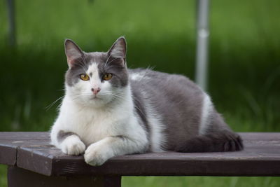 Portrait of cat sitting on bench