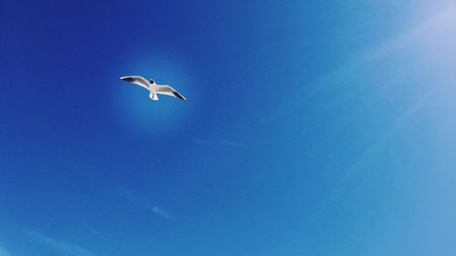 Low angle view of swan flying against clear blue sky