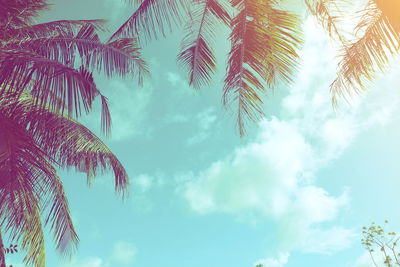 Low angle view of palm tree against sky