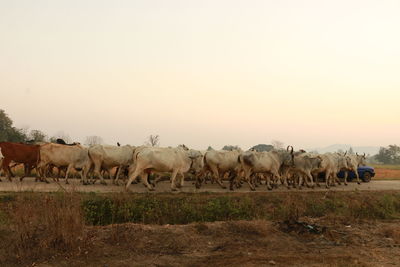 Horses in a field