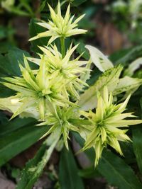 Close-up of plant