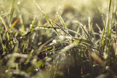 Close-up of wet plants during rainy season