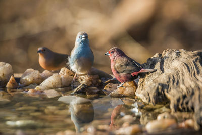 Close-up of birds perching