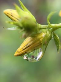 Close-up of grasshopper on flower