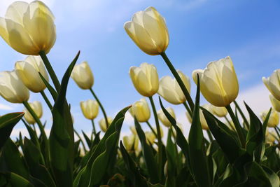 Low angle view of yellow flowers against sky