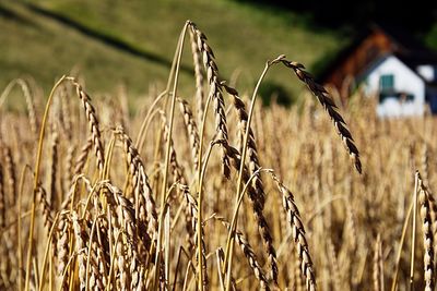 Close-up of wheat growing on field