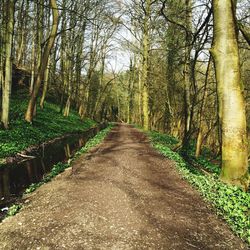 Narrow pathway along trees in park