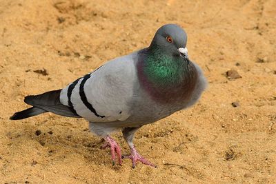 Close-up of pigeon on sand