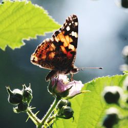 Close-up of butterfly pollinating on flower