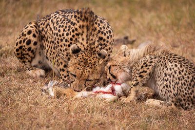 Cheetahs eating animal on field