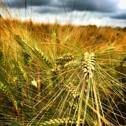 Close-up of wheat field