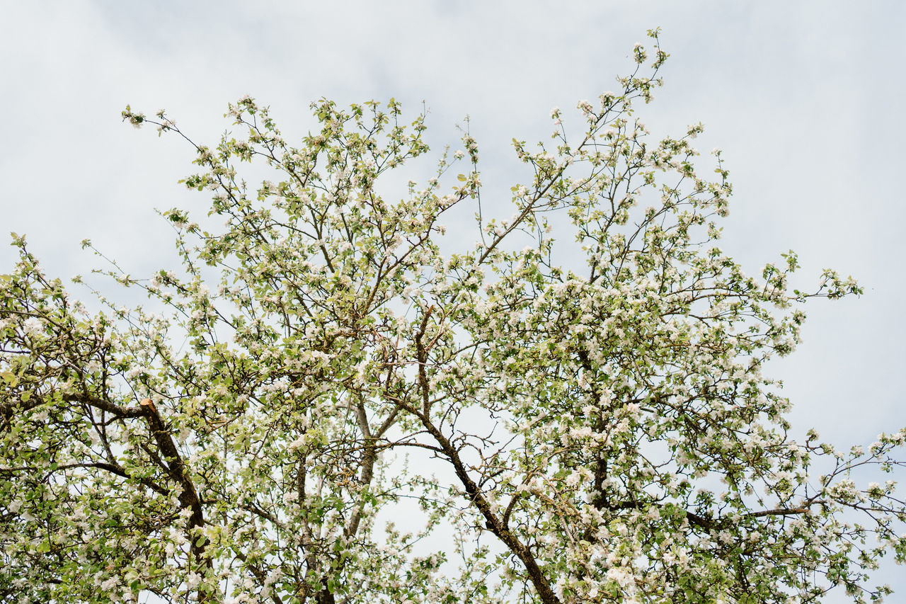 plant, tree, branch, sky, flower, nature, blossom, low angle view, beauty in nature, growth, springtime, no people, flowering plant, leaf, freshness, outdoors, day, cloud, sunlight, fruit tree, fragility, spring, tranquility