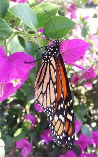 Close-up of butterfly on pink flower