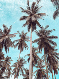 palm tree