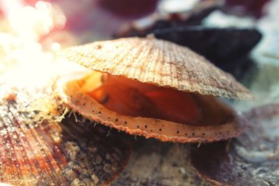 Close-up of cake on table