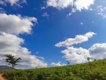 Low angle view of trees on field against sky