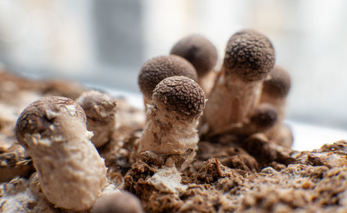 Close-up of mushrooms on table