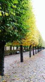 Trees in park