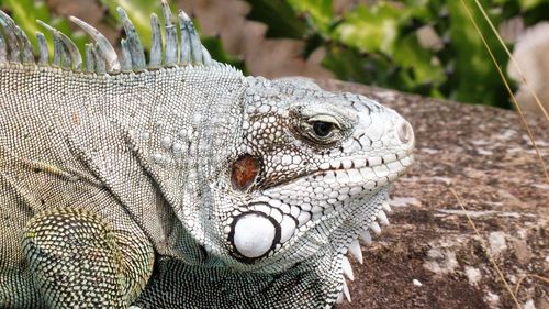 Close-up of lizard