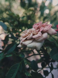 Close-up of pink flowering plant