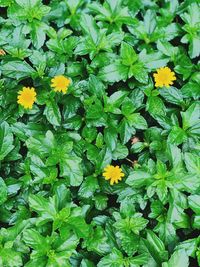 High angle view of flowering plant