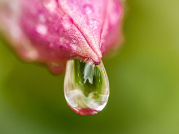 Close-up of wet pink flower