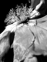 Close-up of flowers