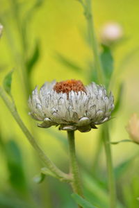 Close-up of flower on plant