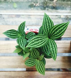 Close-up of green leaves