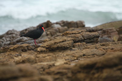 Bird perching on rock