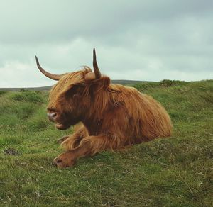 Low angle view of highland cow