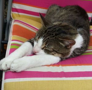 Close-up of cat sleeping on bed at home