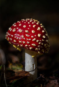 fungus